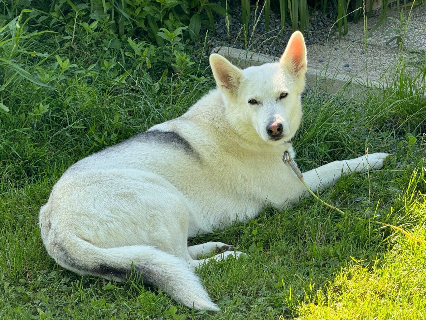 Ein weißer Hund liegt entspannt auf grünem Gras.