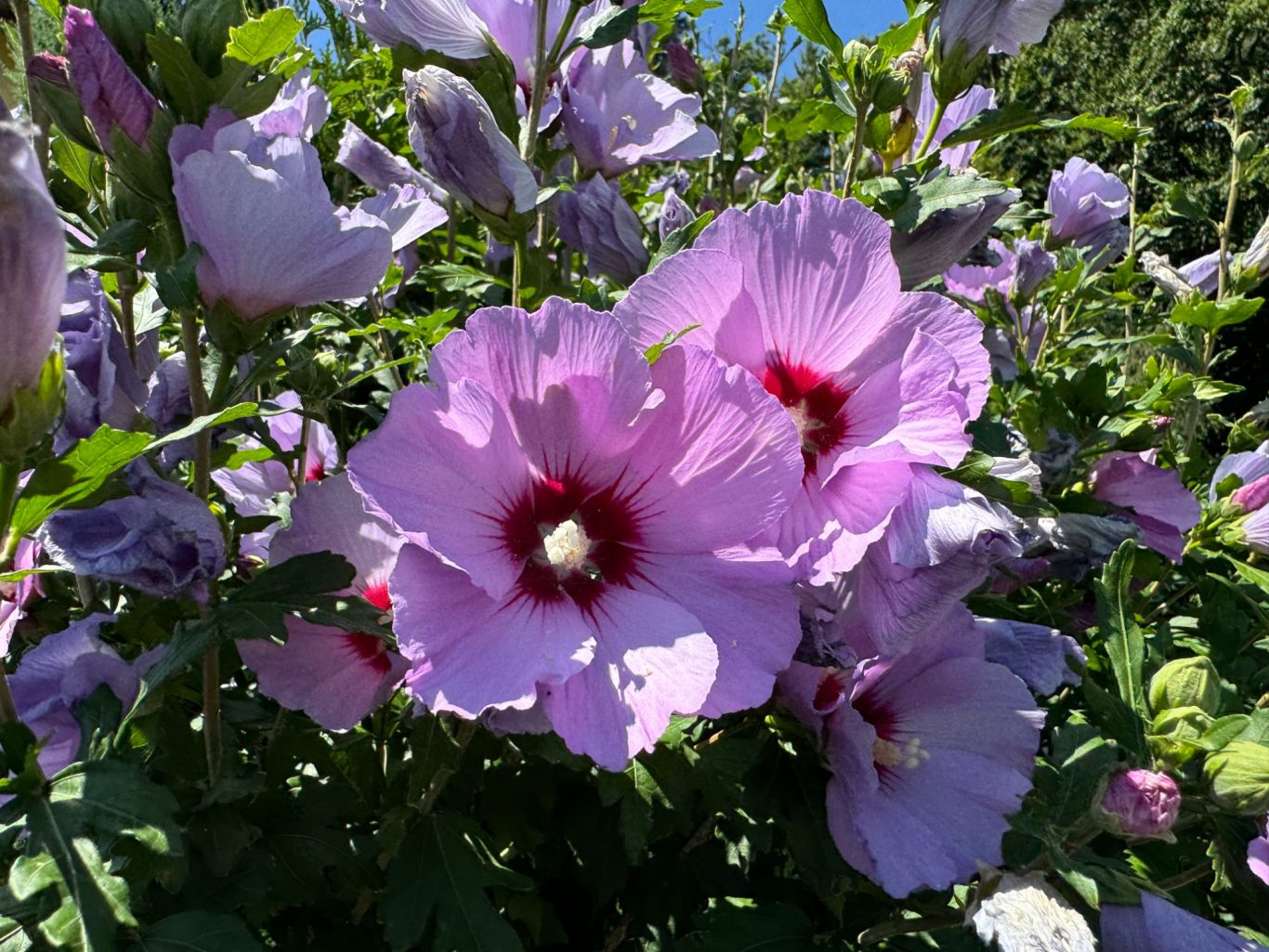 Rosa Blumen mit tiefrotem Zentrum, in einem grünen Umfeld blühend.