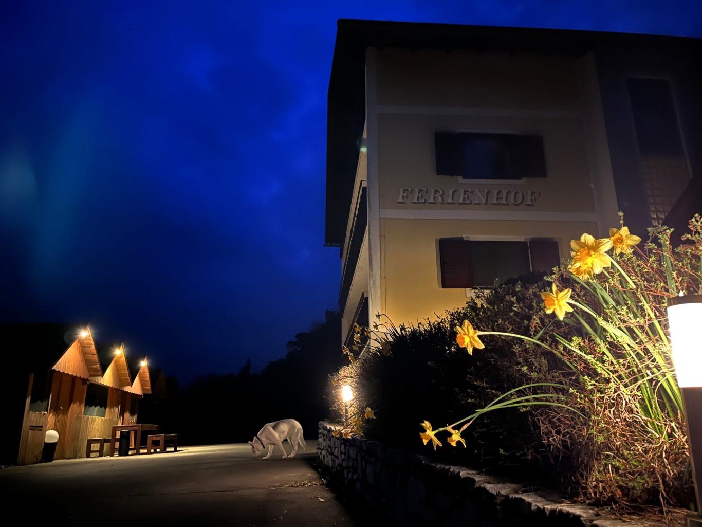 Gelbes Gebäude und blühende Narzissen bei Nacht unter bewölktem Himmel.
