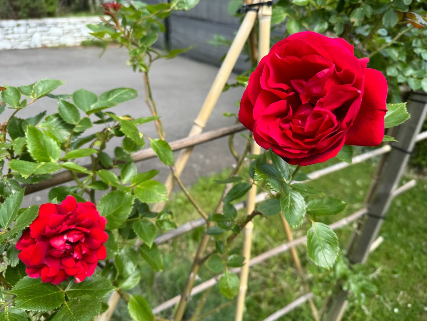 Zwei rote Rosenblüten, eine groß und eine klein, umgeben von grünem Laub.