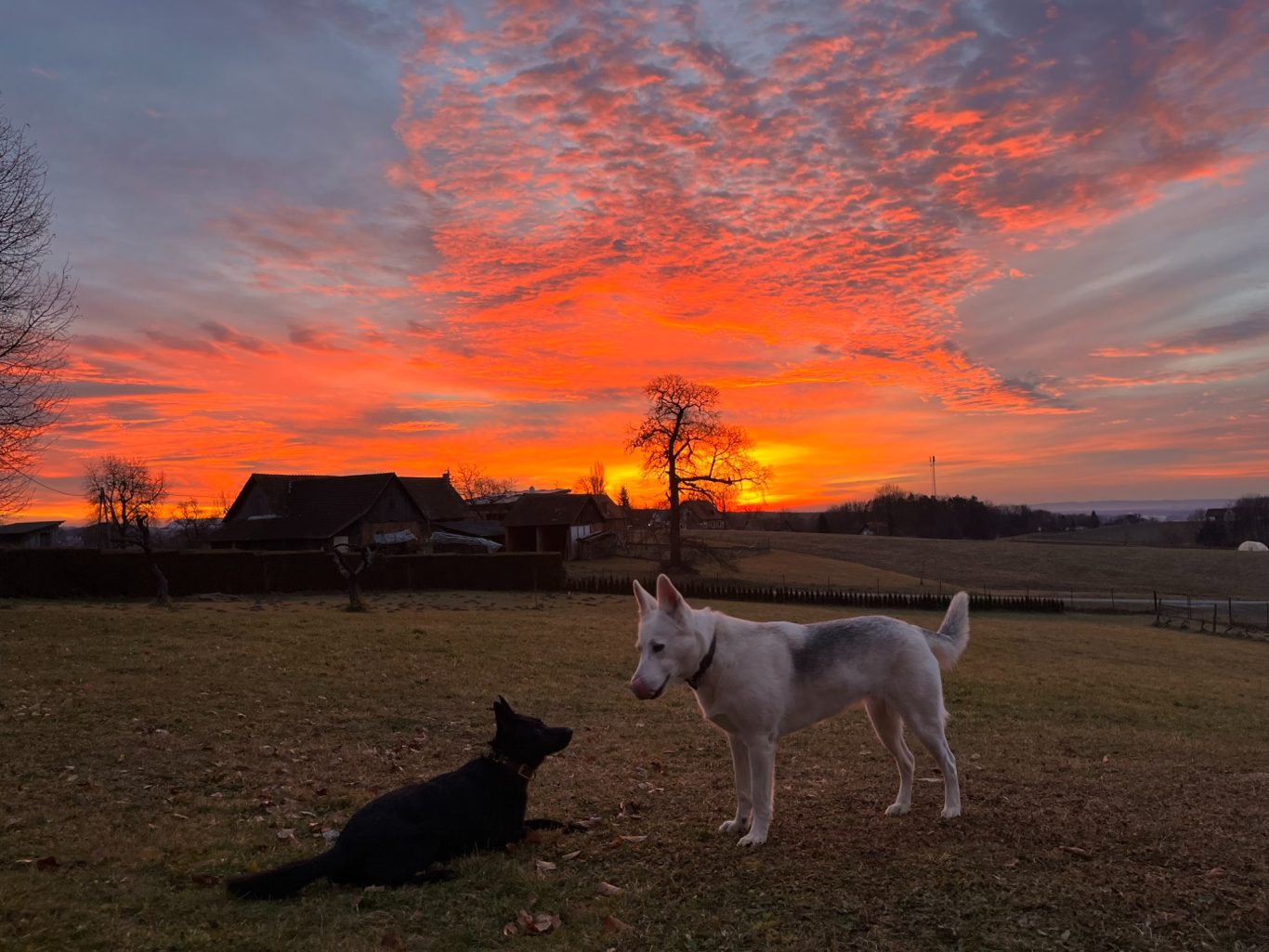 Zwei Hunde stehen bei Sonnenuntergang auf einer Wiese, der Himmel leuchtet in orange und pink.