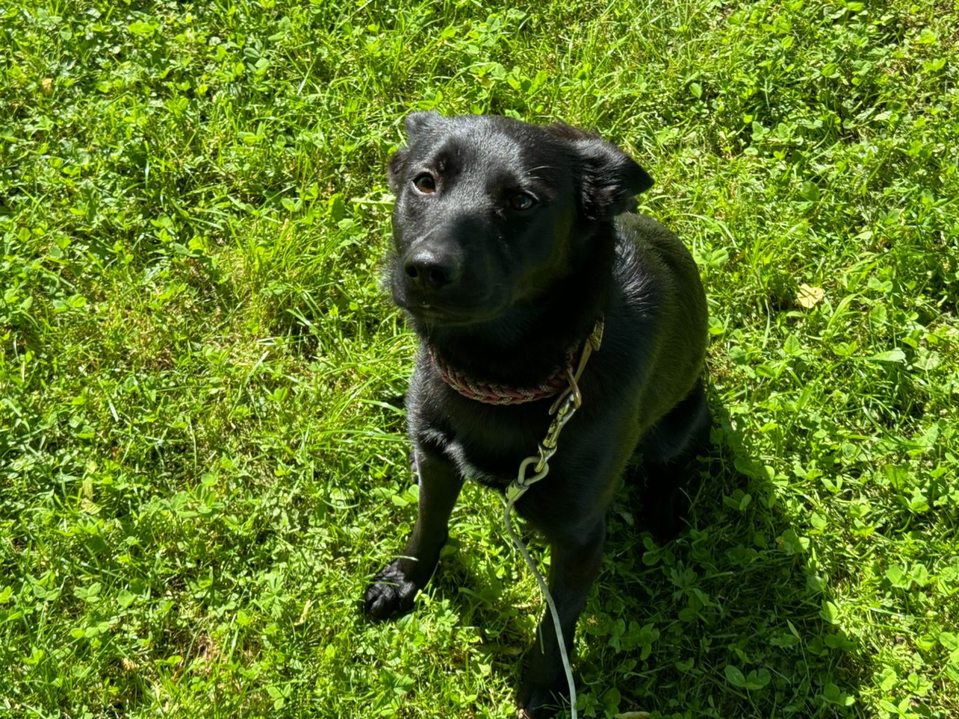 Schwarzer Hund sitzt auf grünem Gras, schaut aufmerksam zur Kamera.