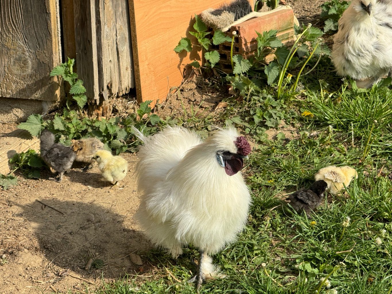 Weißes Huhn mit lockigem Gefieder, umgeben von Küken in einer ländlichen Umgebung.